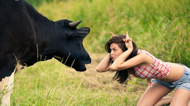 Diablo fejrer det tredje år med rituel slagtning af køer